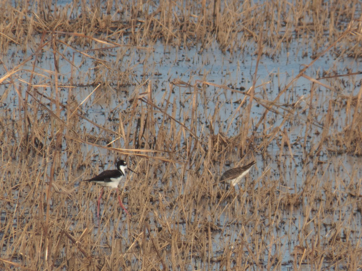 Black-necked Stilt - ML221924791
