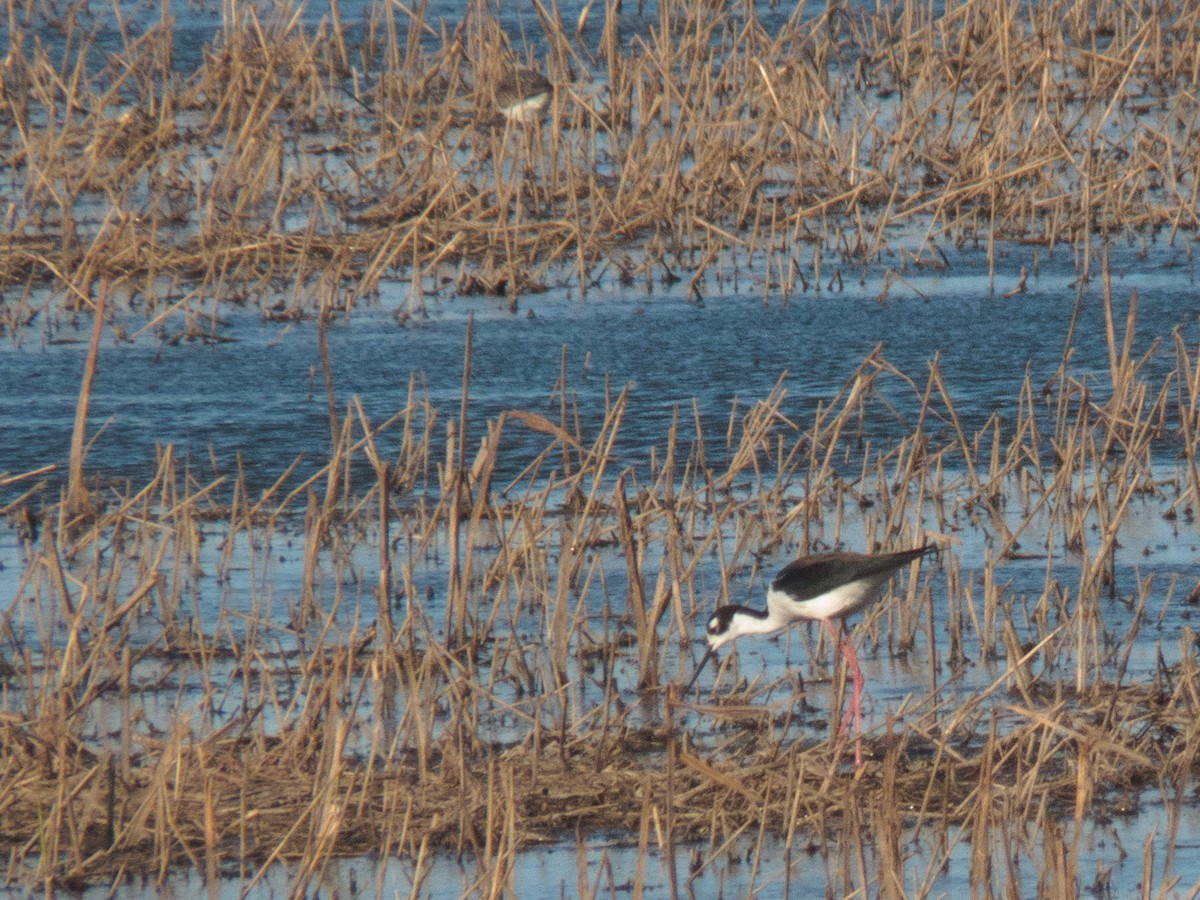 Black-necked Stilt - ML221924821