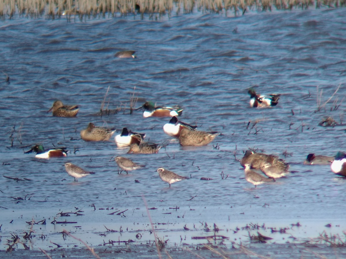 American Golden-Plover - ML221924921