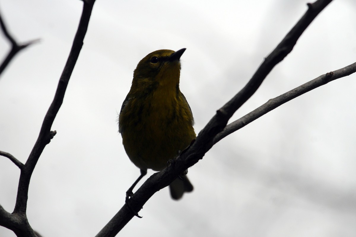 Pine Warbler - Scott Trainum