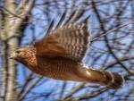 Red-shouldered Hawk - ML22192511