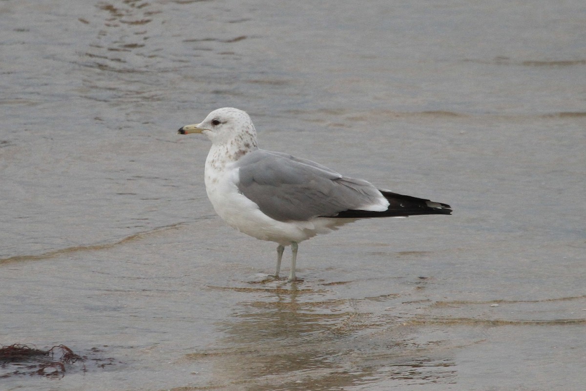 California Gull - Kent Forward