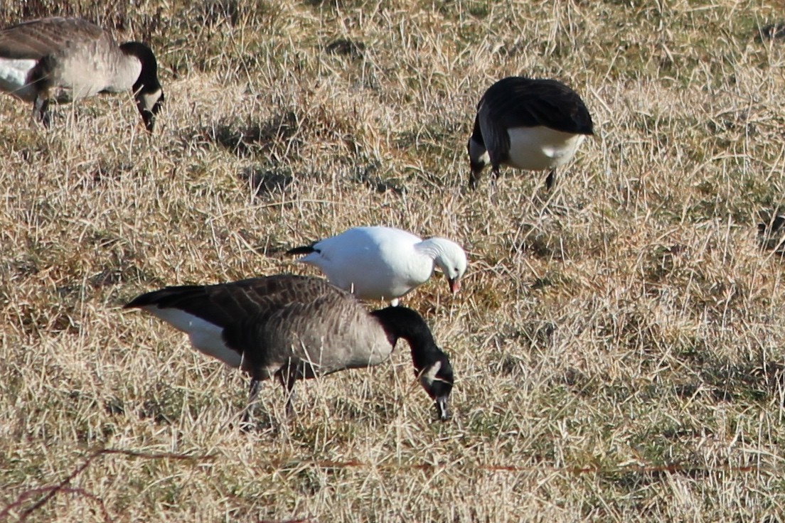 Ross's Goose - ML22192661