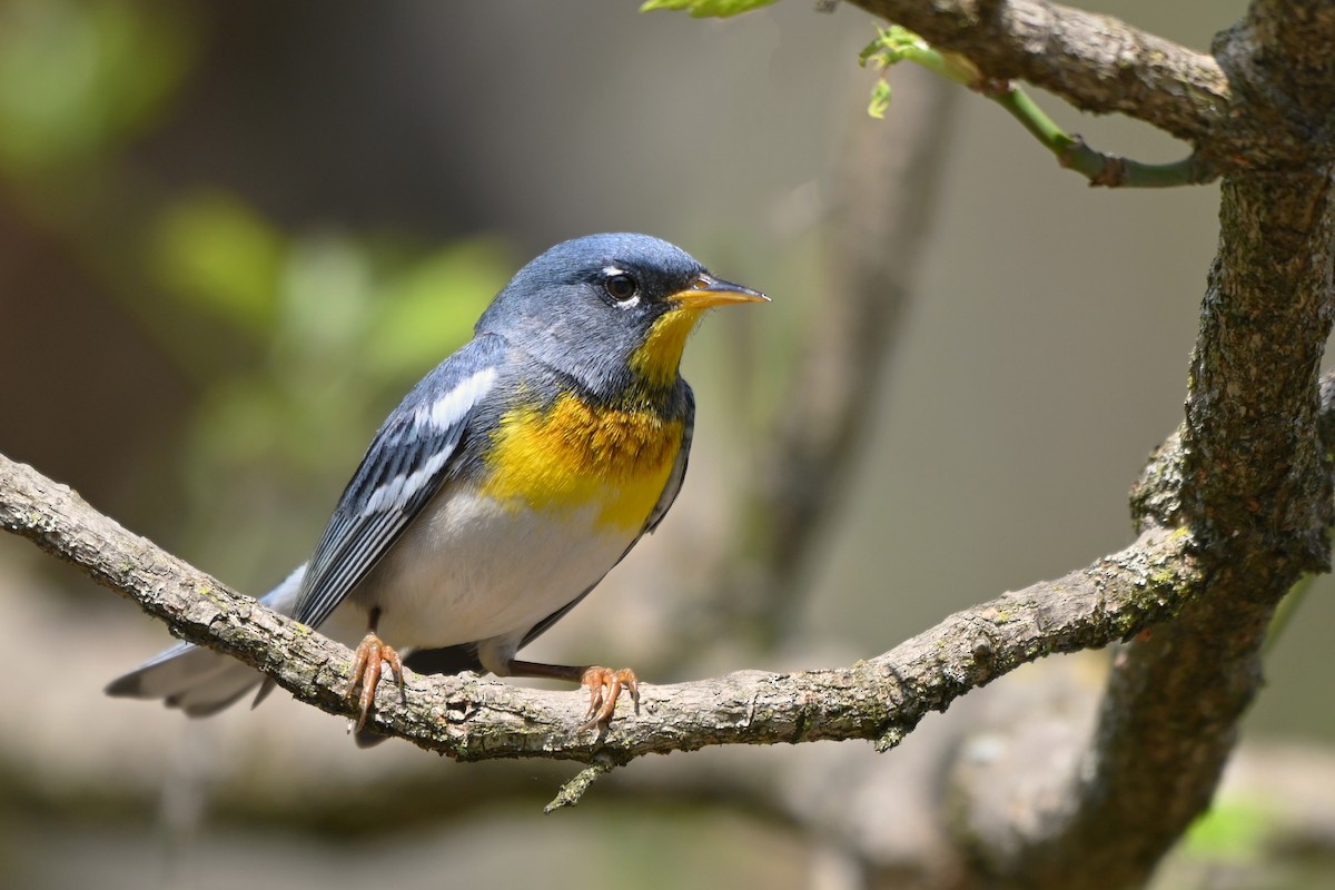 Northern Parula - ML221926671