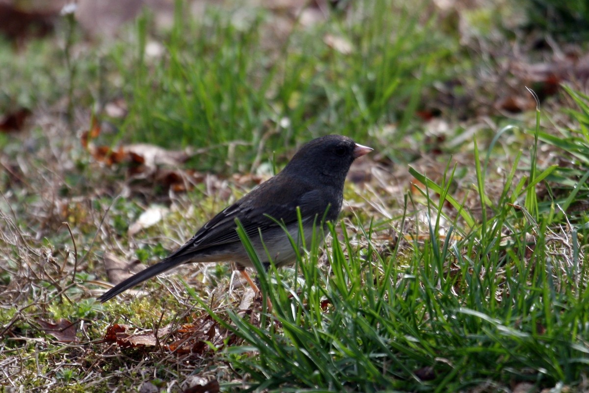 Junco ardoisé - ML221926871