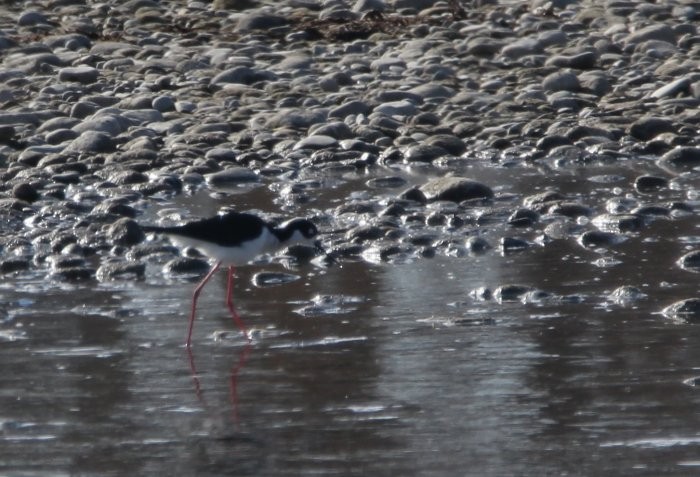 Black-necked Stilt - Scott Jubinville