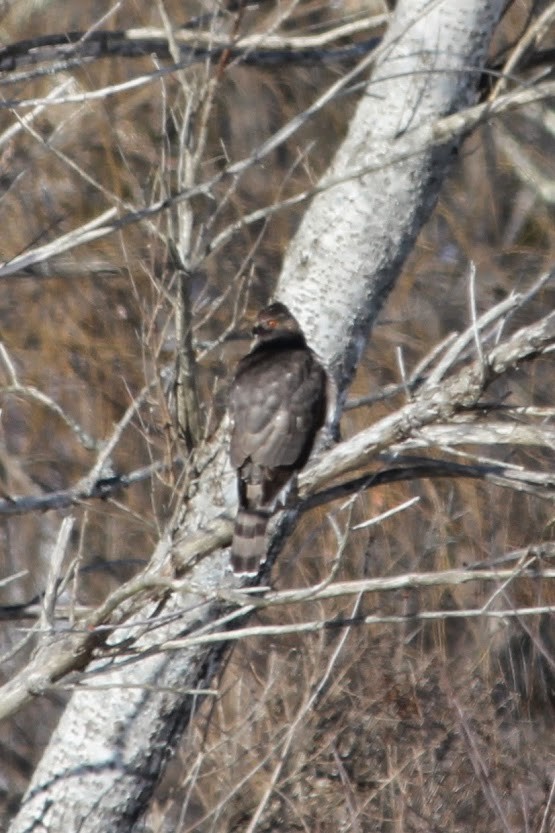 Cooper's Hawk - ML22192741