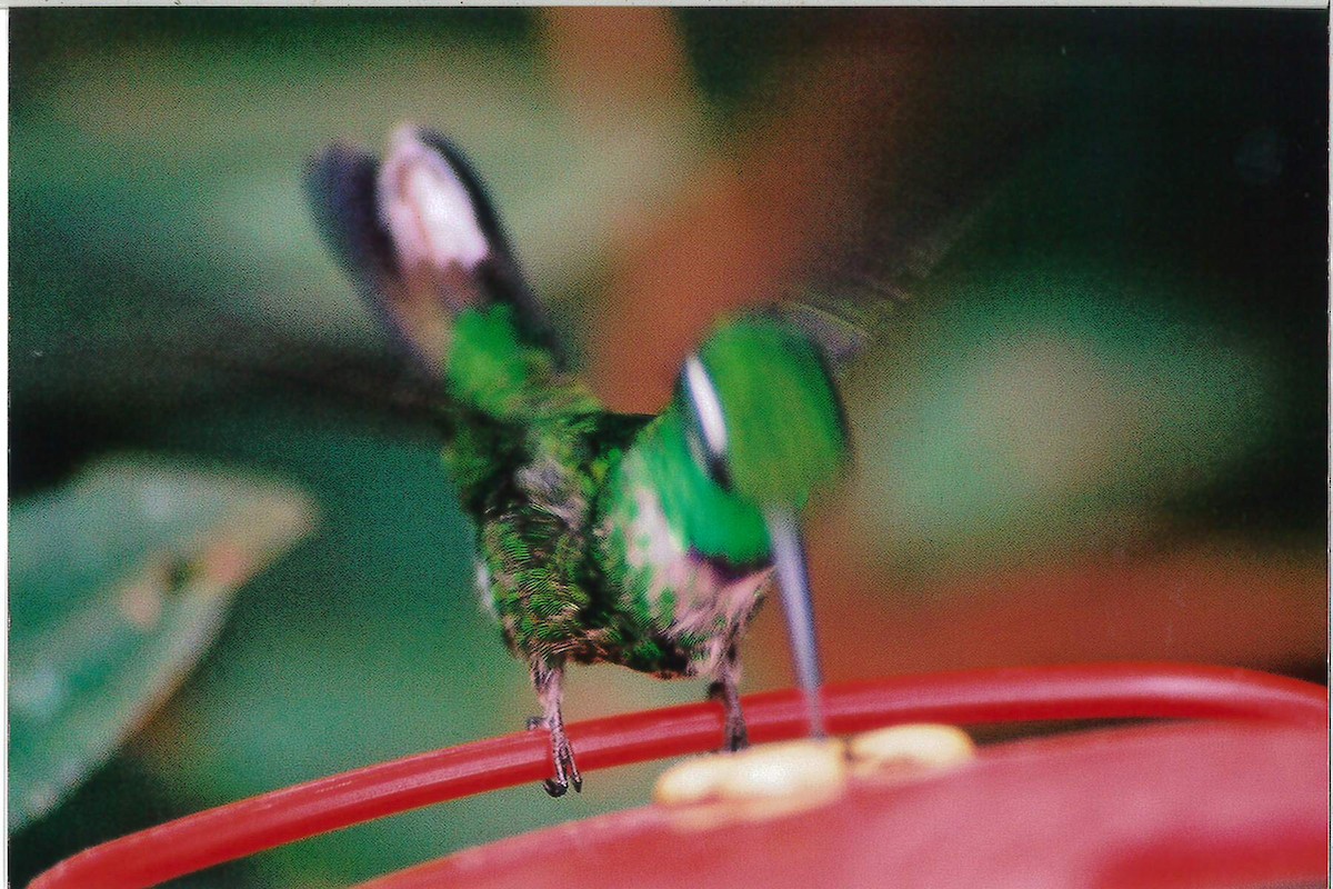 Пурпурногрудый колибри - ML221928811