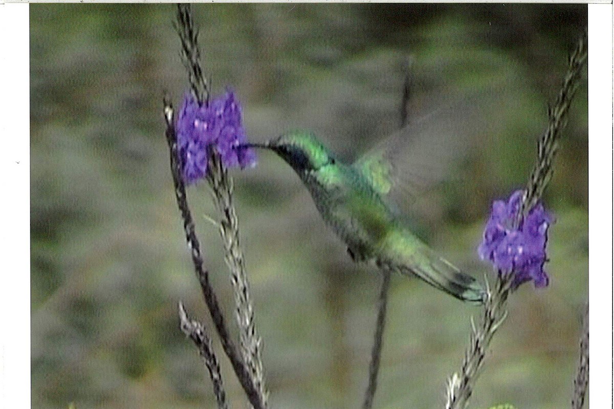 Colibrí Oreja Violeta Menor - ML221928931