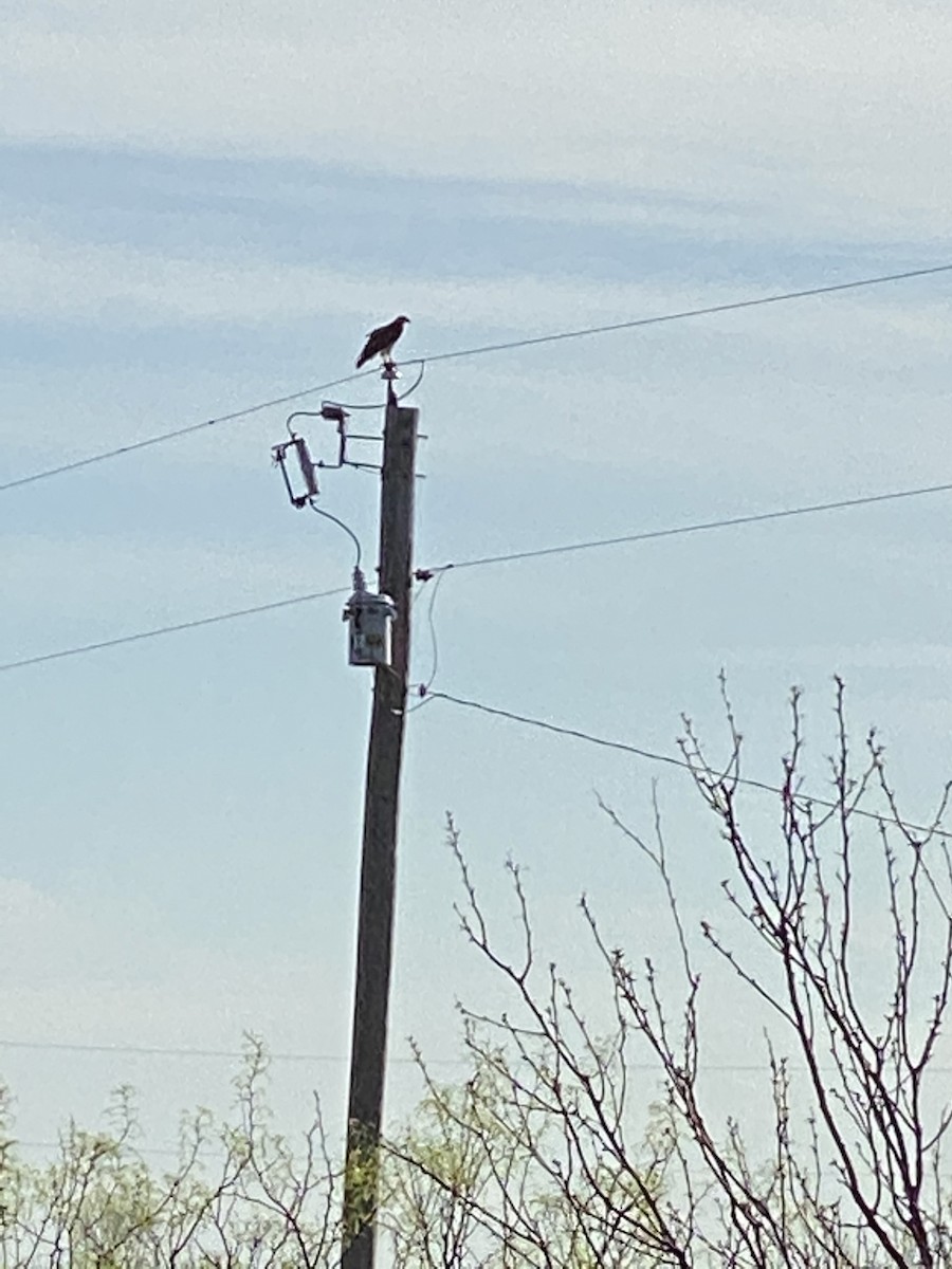 Red-tailed Hawk - ML221929541