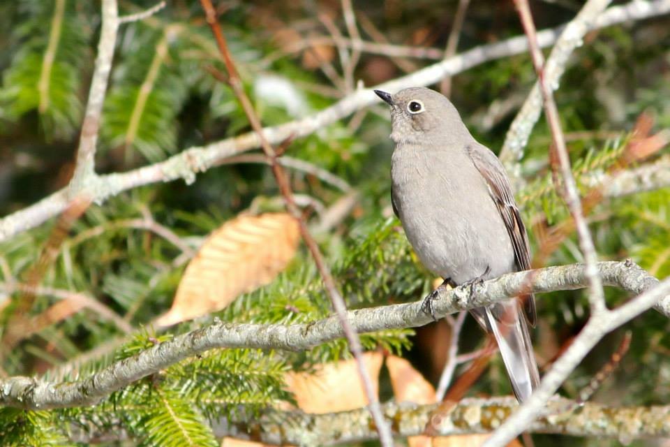 Townsend's Solitaire - ML22192961
