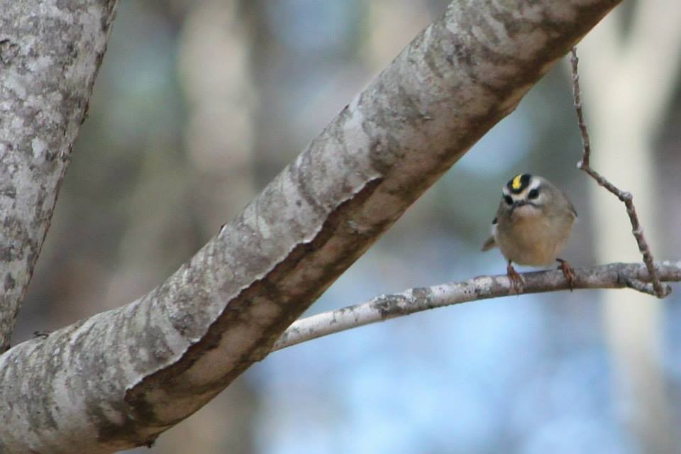 Golden-crowned Kinglet - Jody Hartman