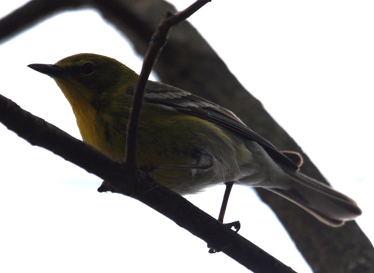 Pine Warbler - Scott Trainum