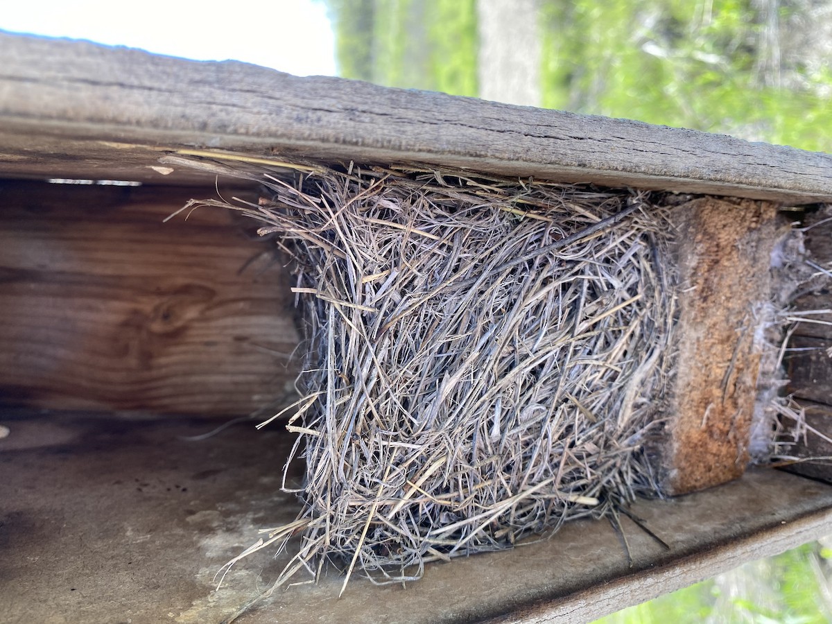 Eastern Bluebird - ML221929971