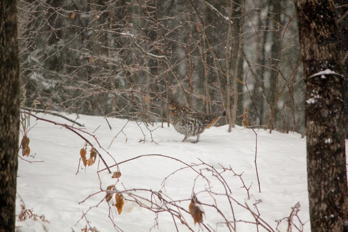 Ruffed Grouse - ML22193051