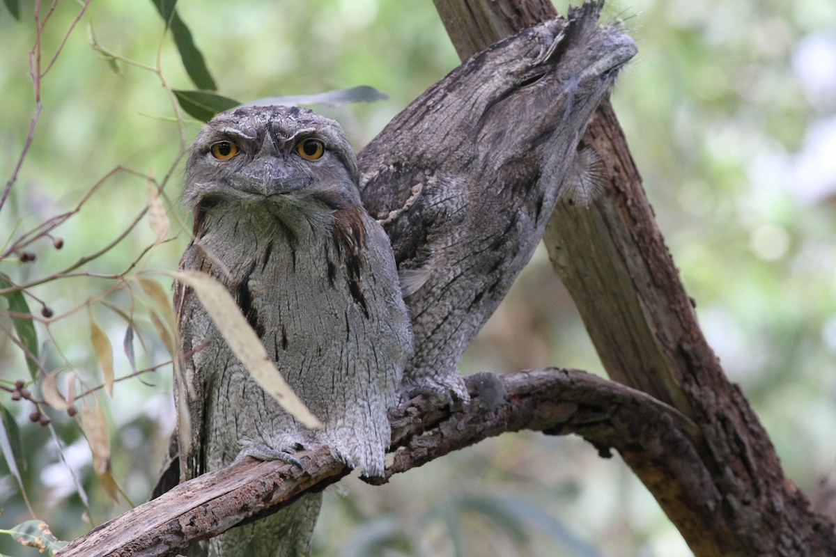Tawny Frogmouth - ML221930991