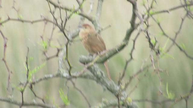 Freckle-breasted Thornbird - ML221932571