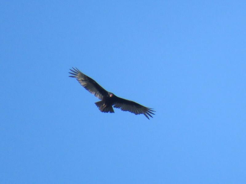 Turkey Vulture - ML221932781
