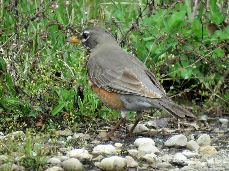 American Robin - ML221932851