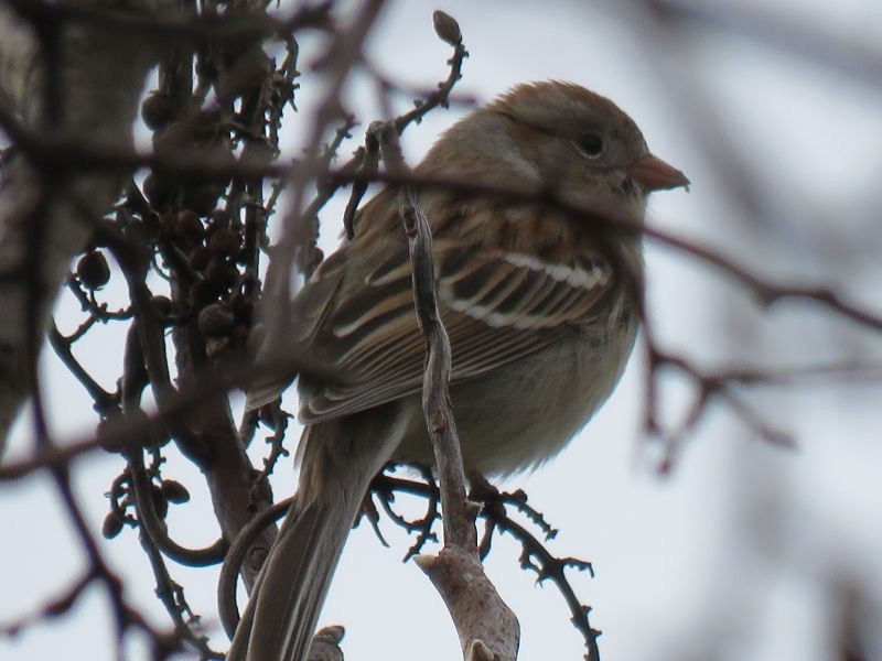 Field Sparrow - ML221932881