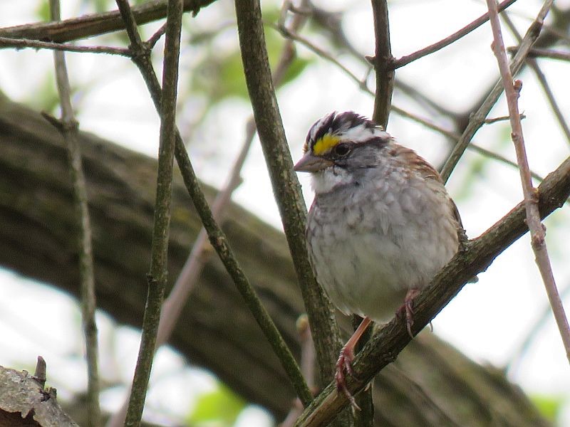 White-throated Sparrow - Tracy The Birder