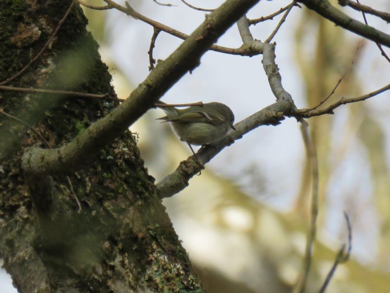 Ruby-crowned Kinglet - ML221933121