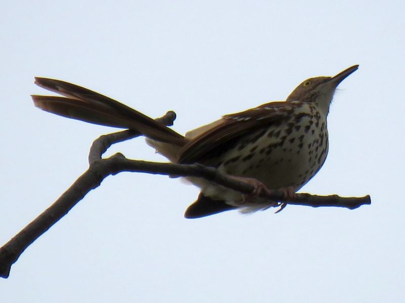 Brown Thrasher - ML221933381