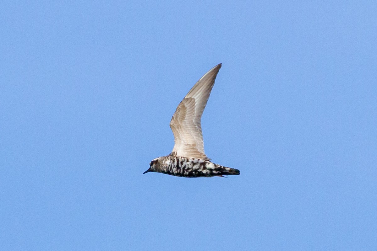 American Golden-Plover - ML221933681