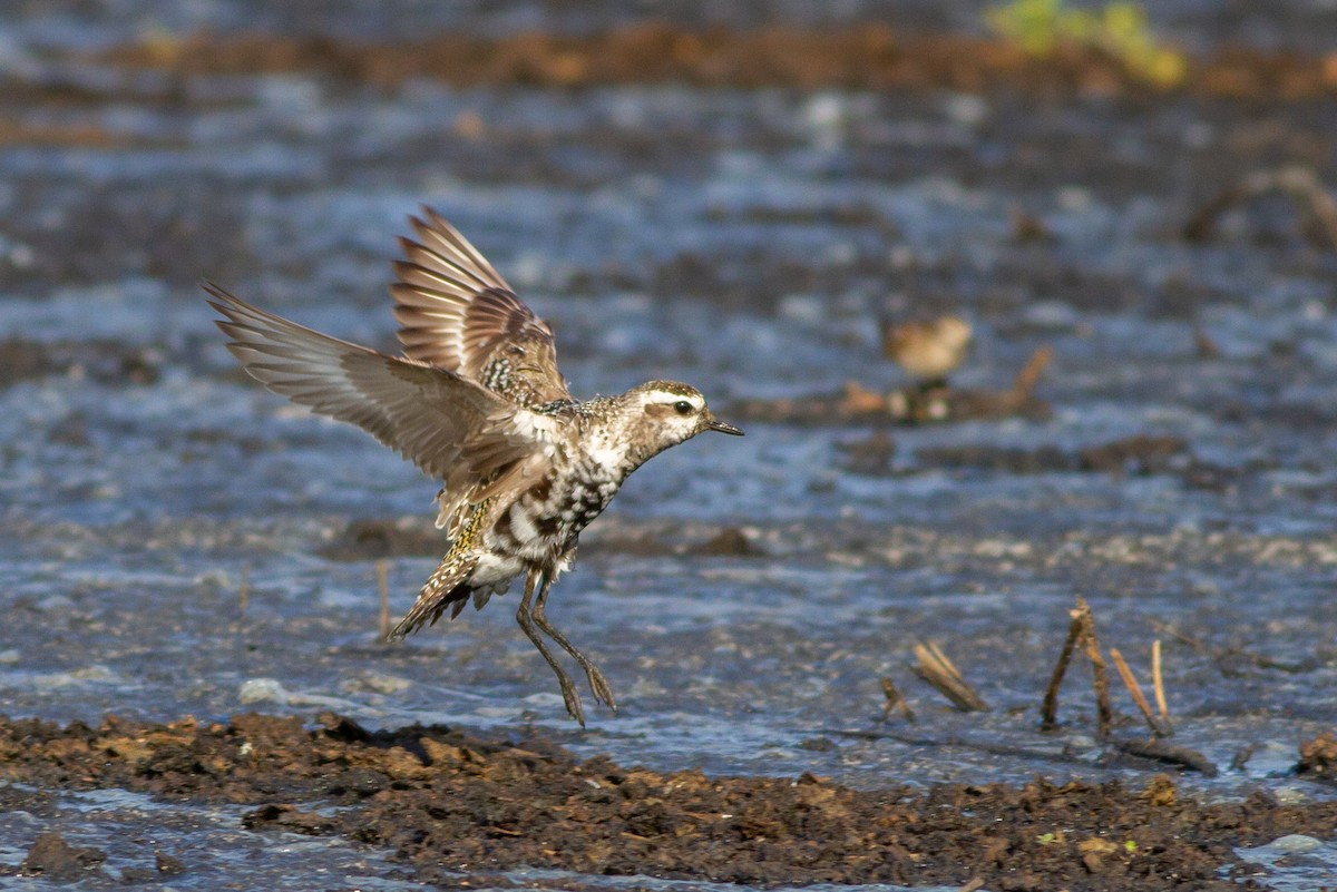 American Golden-Plover - ML221933801