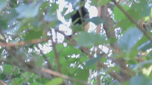 plysjskrike - ML221935551