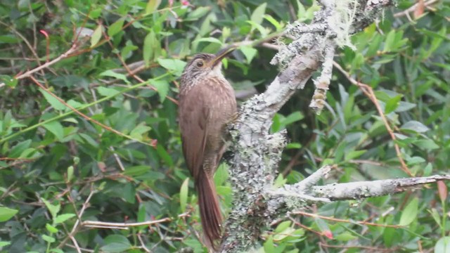 Planalto Woodcreeper - ML221936351