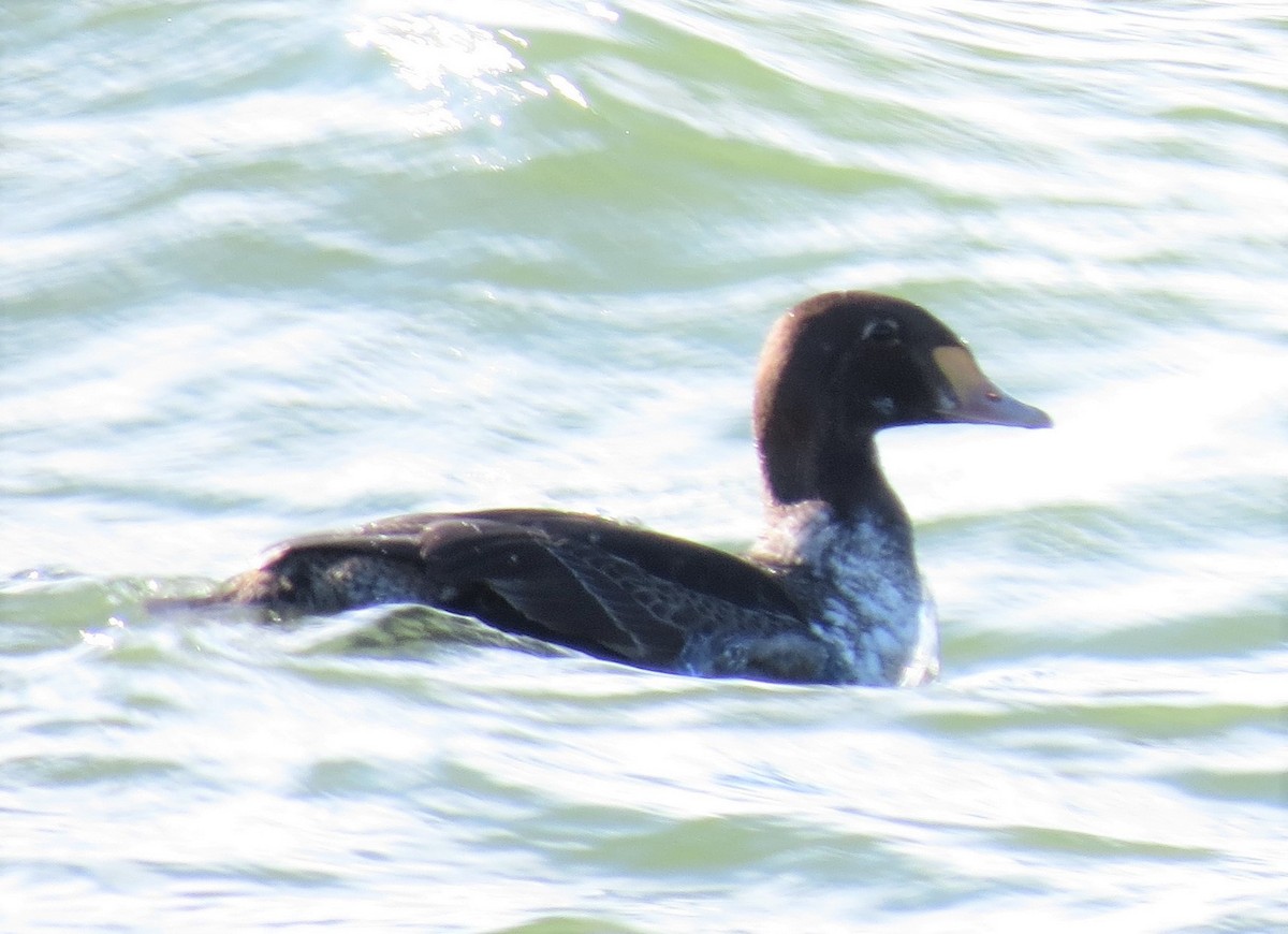 King Eider - ML221936801