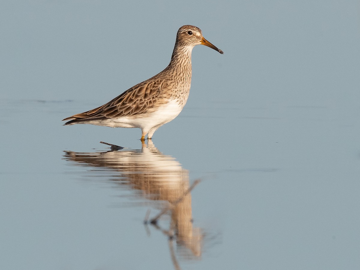 Pectoral Sandpiper - ML221936921