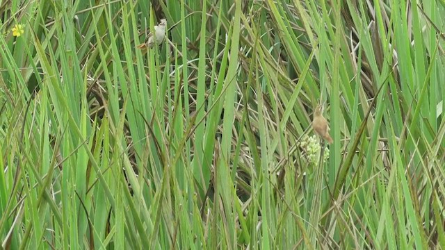 Straight-billed Reedhaunter - ML221937341