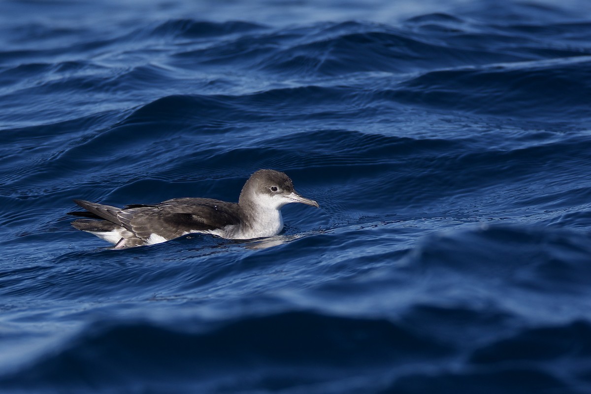 Fluttering Shearwater - ML221937371