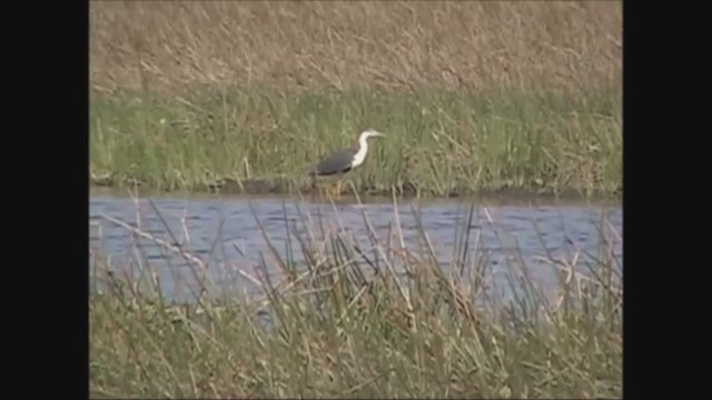 白頸黑鷺 - ML221938131