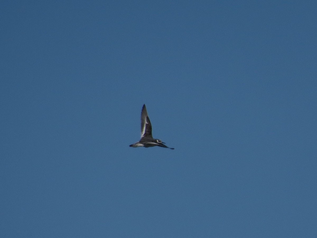 Red Phalarope - ML22193851