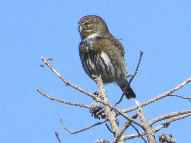 Northern Pygmy-Owl - ML221939131