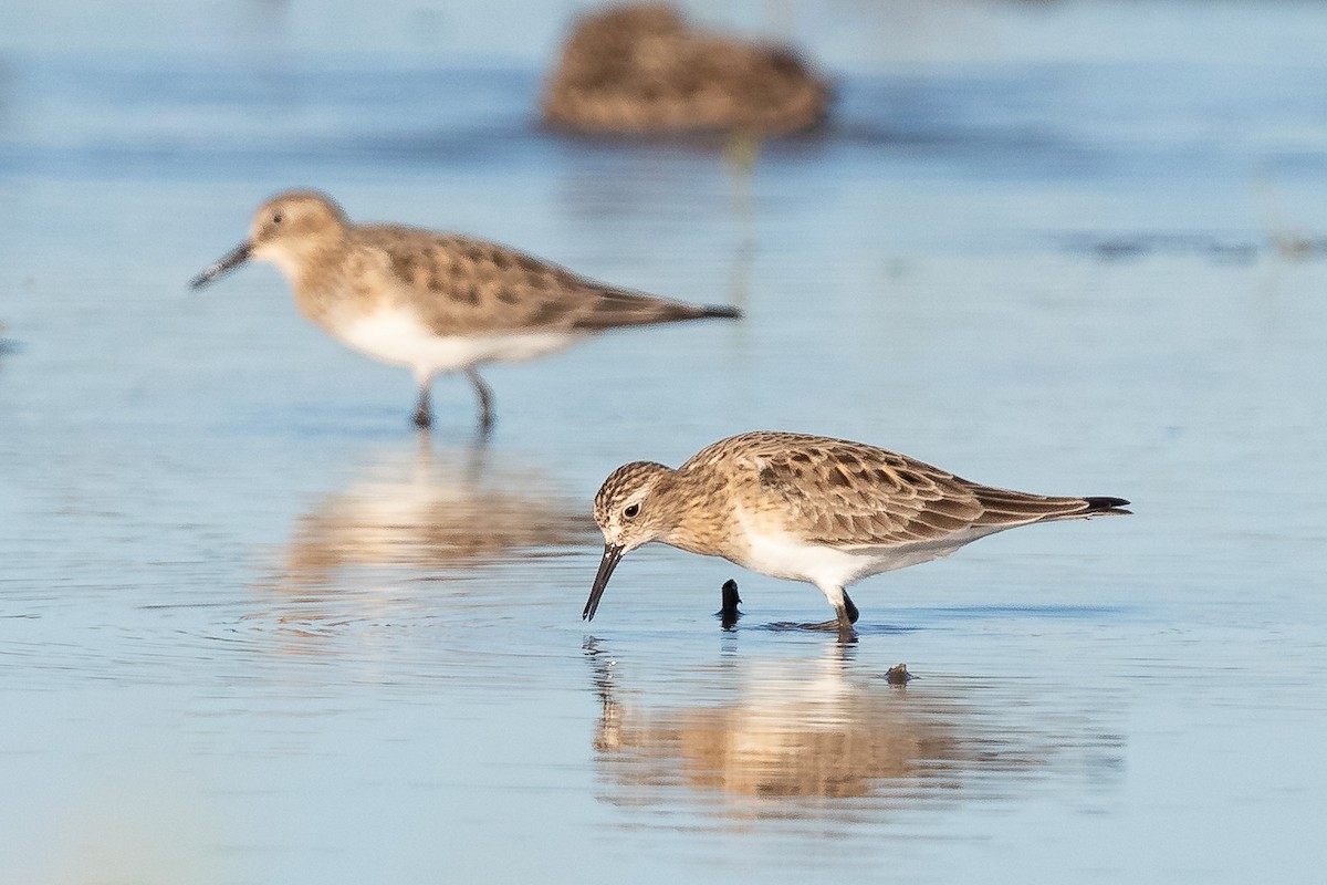 Baird's Sandpiper - ML221939201