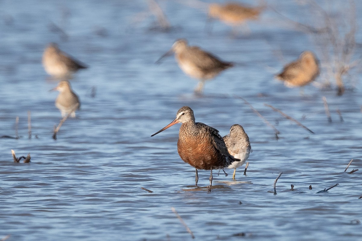 Hudsonian Godwit - ML221939751