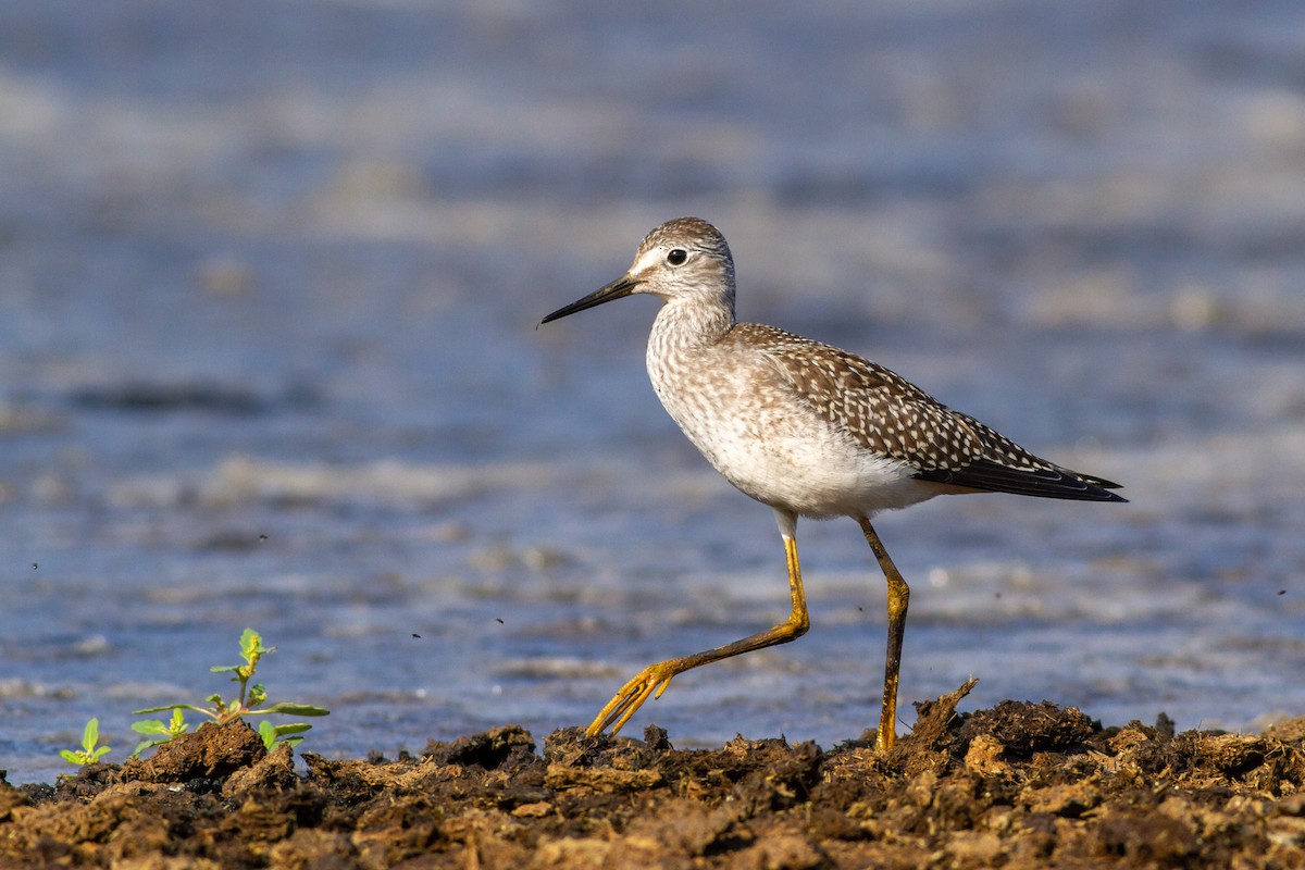 Lesser Yellowlegs - ML221940191