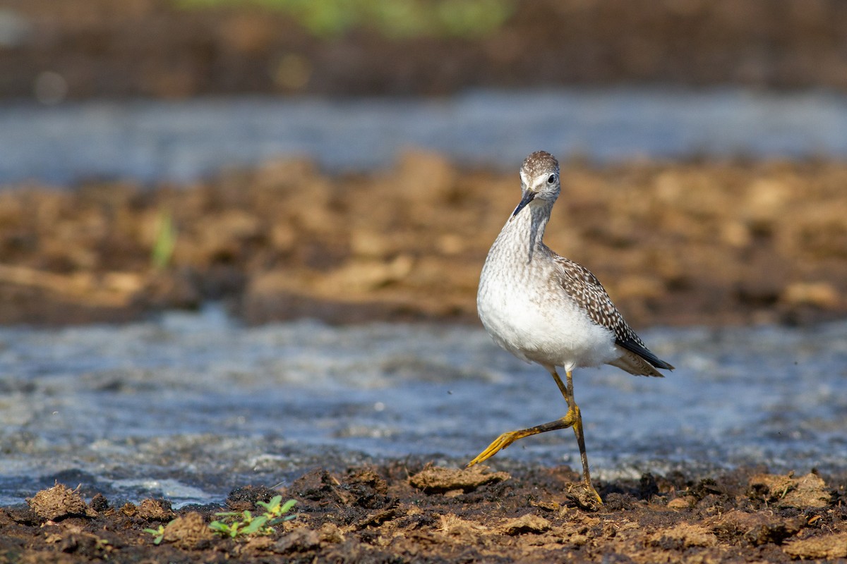 Lesser Yellowlegs - Louis Bevier