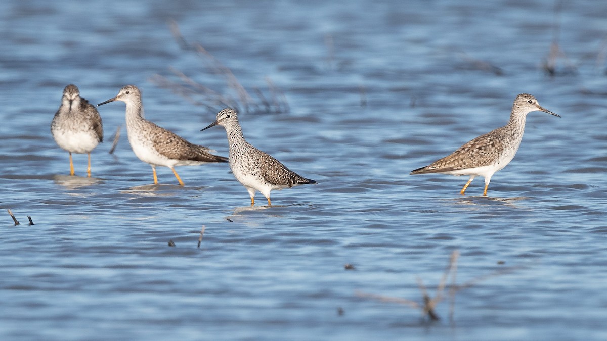 Lesser Yellowlegs - ML221940851