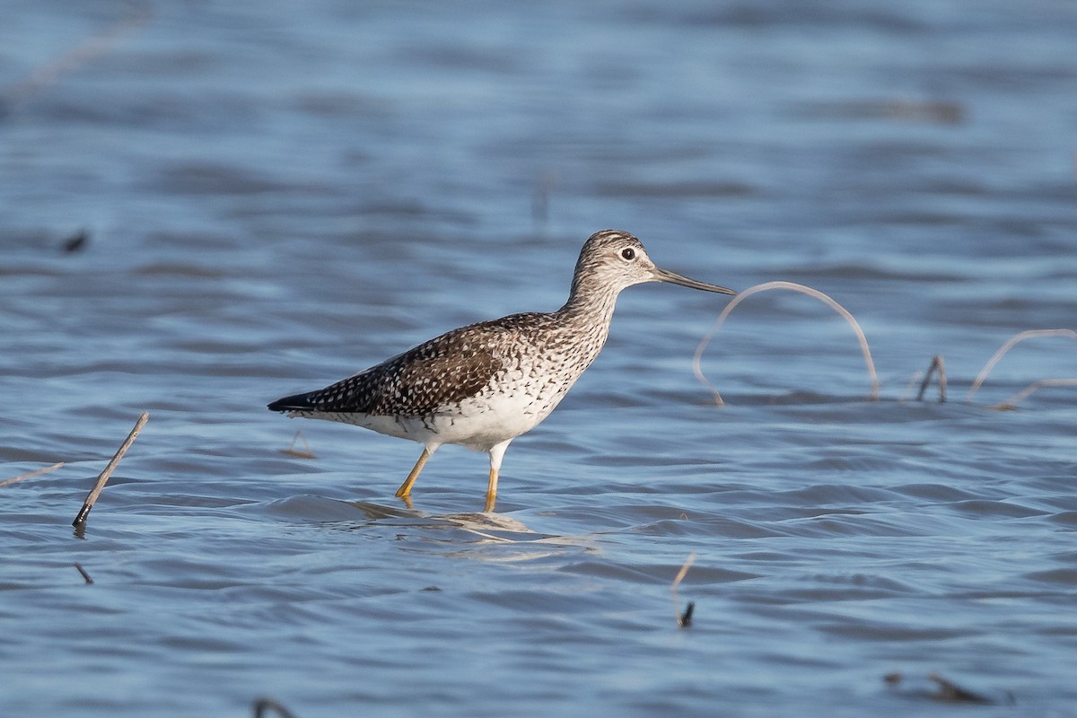 Greater Yellowlegs - ML221941331