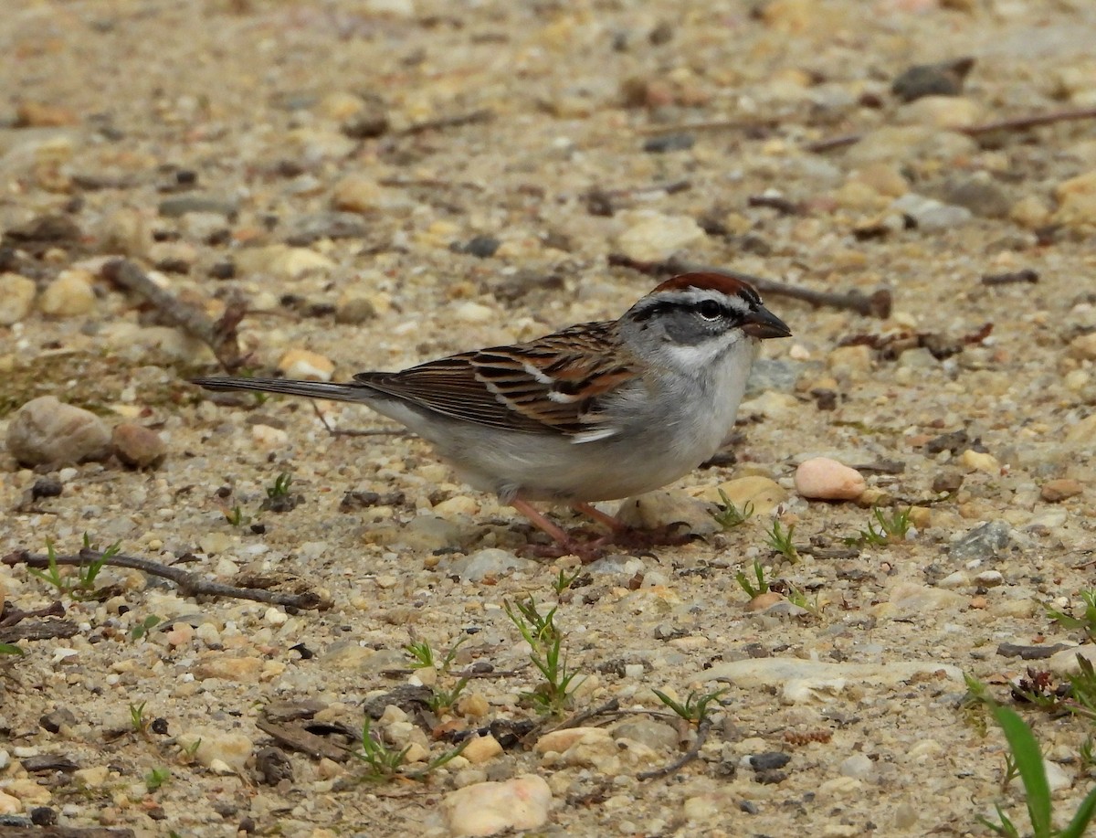 Chipping Sparrow - ML221941361