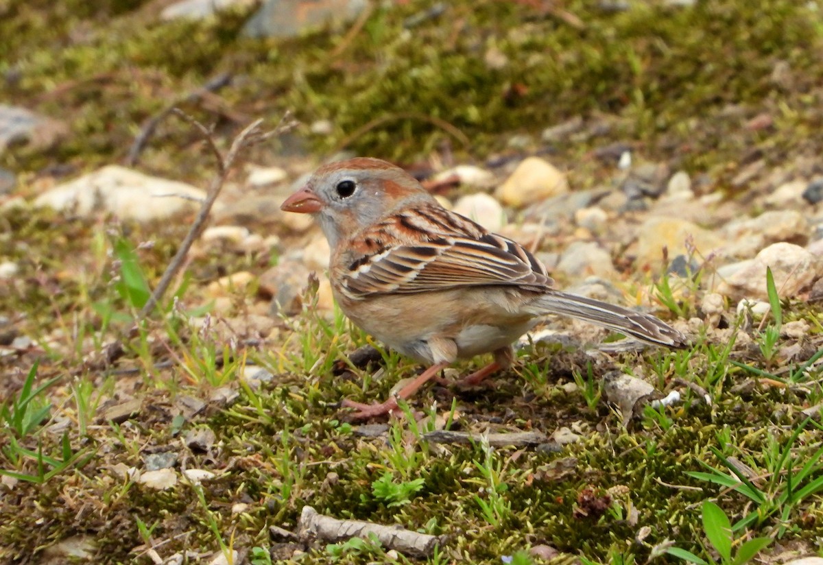 Field Sparrow - ML221941371
