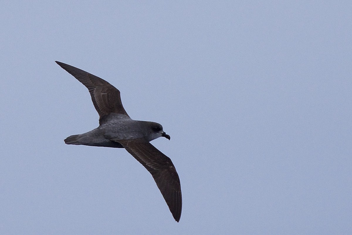 Soft-plumaged Petrel - Anonymous