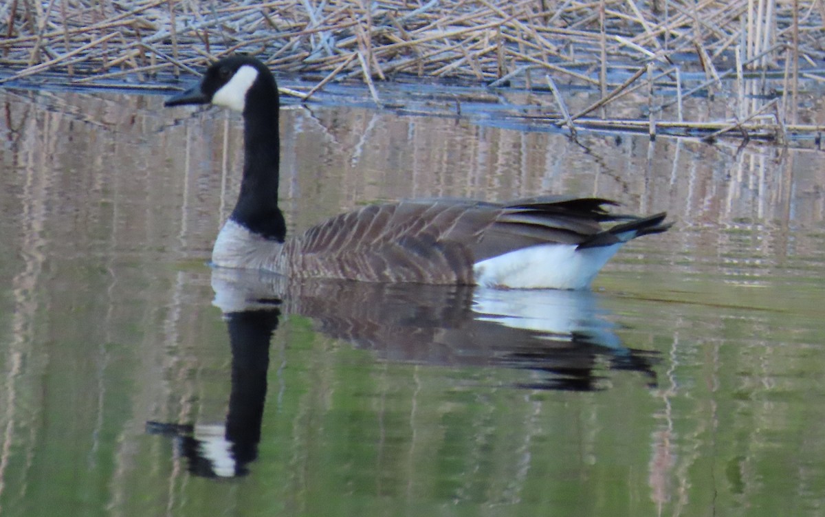 Canada Goose - ML221941571