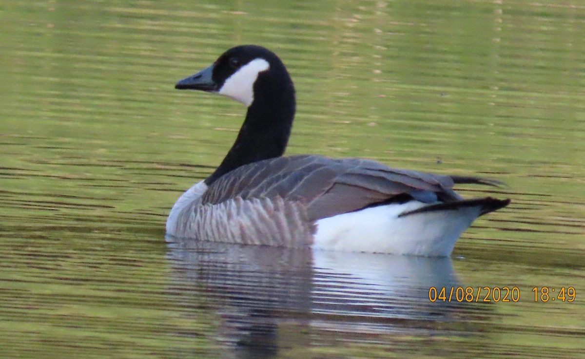 Canada Goose - ML221941611