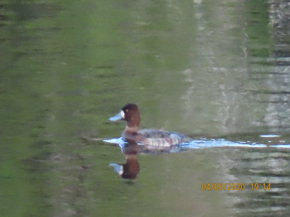 Lesser Scaup - ML221942141